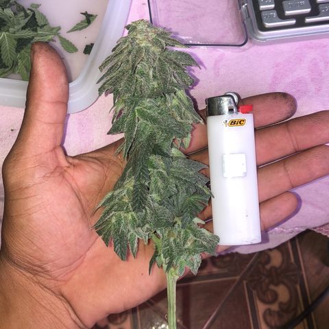 Super Skunk growlog timeline photo
