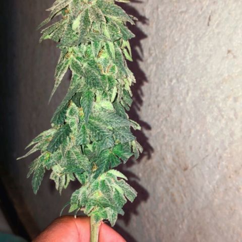 Super Skunk growlog timeline photo