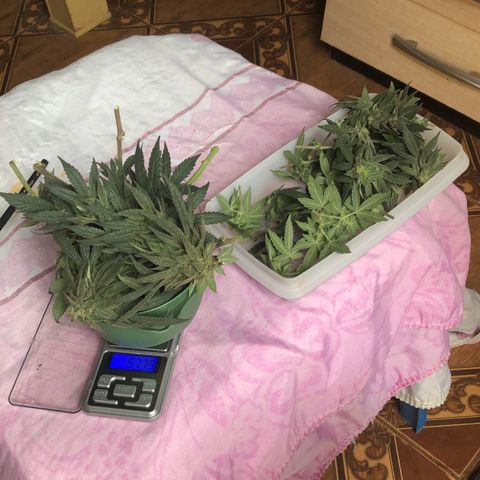 Super Skunk growlog timeline photo