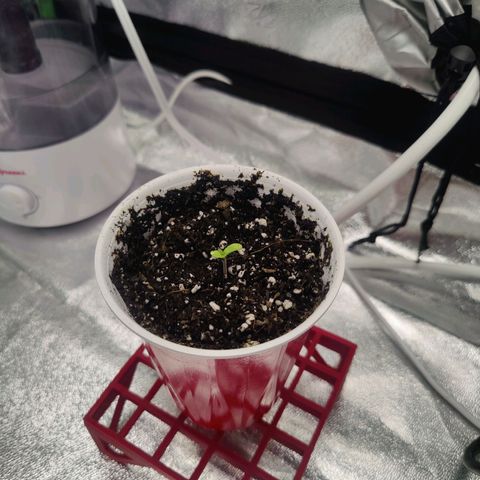 Donny Burger  growlog timeline photo