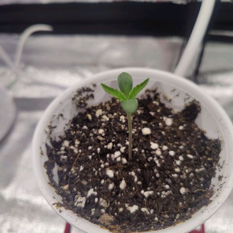 Donny Burger  growlog timeline photo