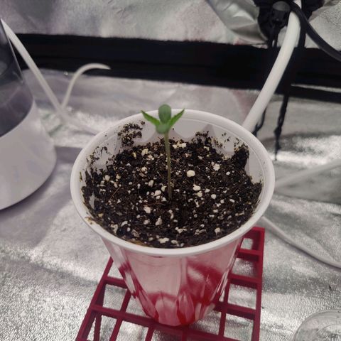 Donny Burger  growlog timeline photo