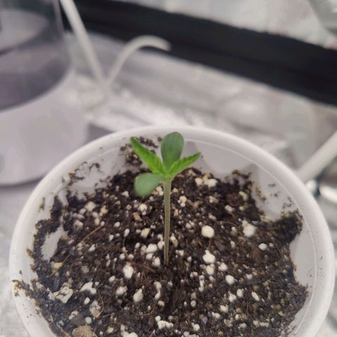 Donny Burger  growlog timeline photo