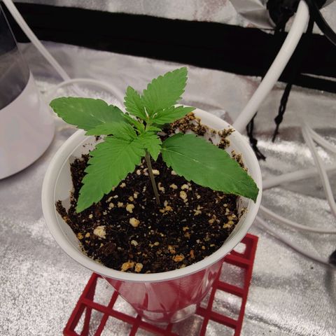Donny Burger  growlog photo: First feed week 1 advanced nutrients table 