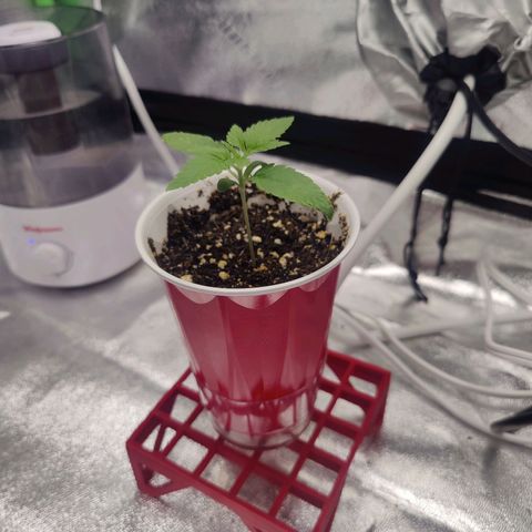 Donny Burger  growlog photo: First feed week 1 advanced nutrients table 