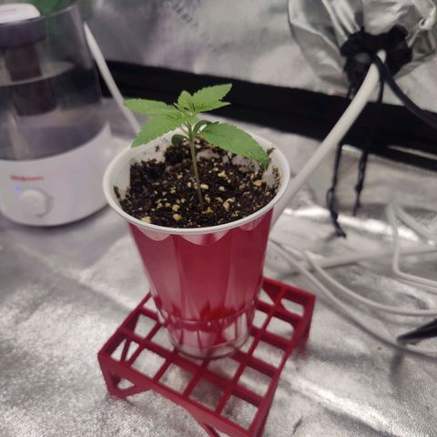 Donny Burger  growlog photo: First feed week 1 advanced nutrients table 