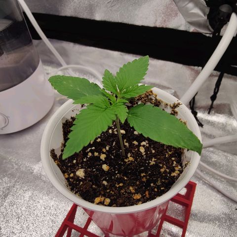 Donny Burger  growlog photo: First feed week 1 advanced nutrients table 