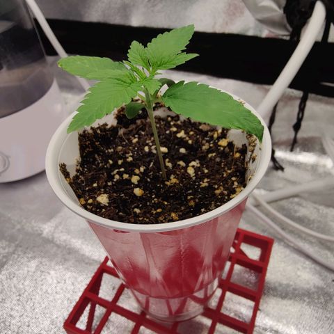 Donny Burger  growlog photo: First feed week 1 advanced nutrients table 