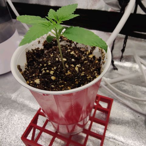 Donny Burger  growlog photo: First feed week 1 advanced nutrients table 