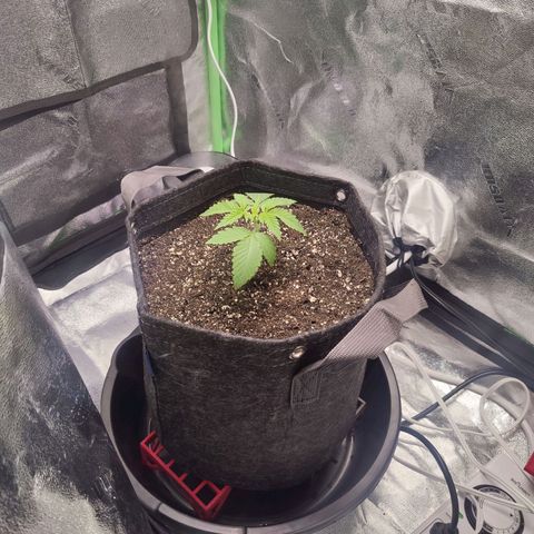 Donny Burger  growlog timeline photo