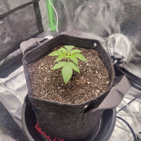 Donny Burger  growlog timeline photo