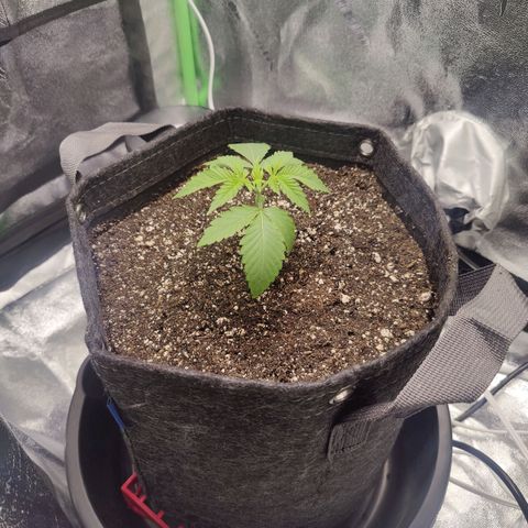 Donny Burger  growlog timeline photo