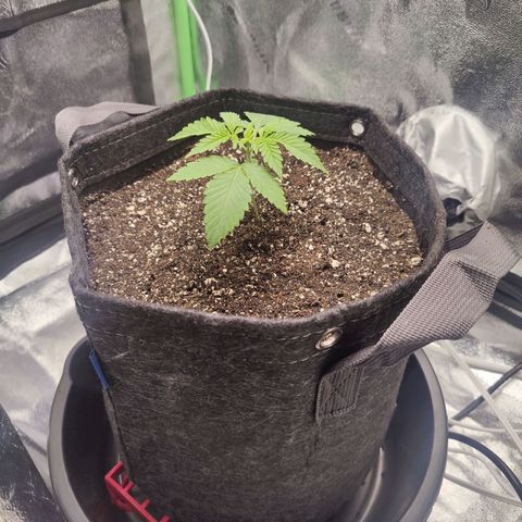 Donny Burger  growlog timeline photo