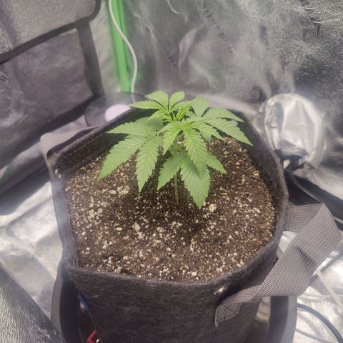 Donny Burger  growlog timeline photo