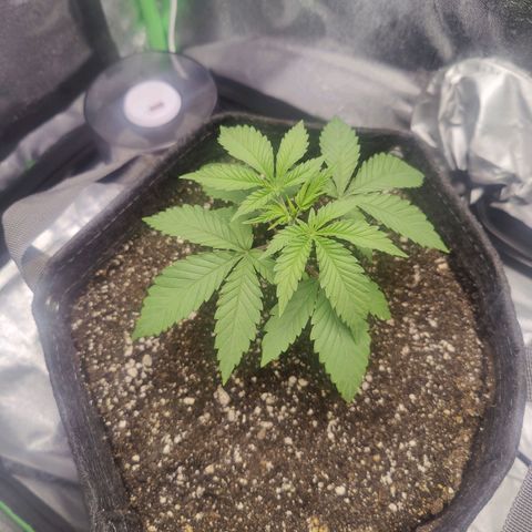 Donny Burger  growlog timeline photo