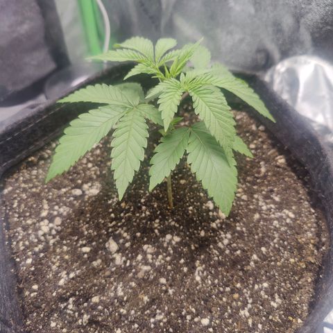Donny Burger  growlog timeline photo