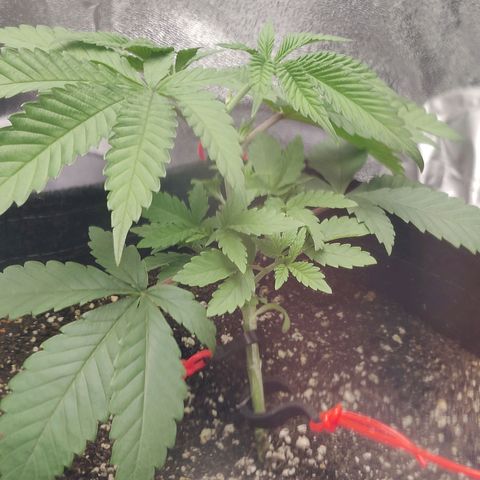 Donny Burger  growlog photo: Lst
