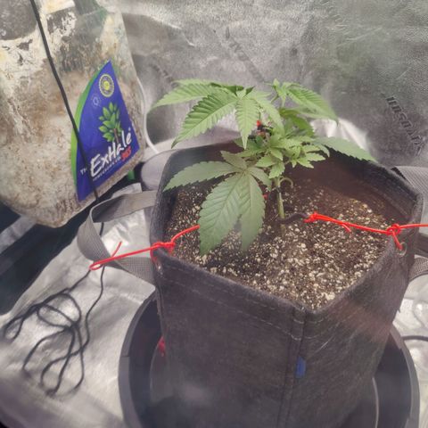 Donny Burger  growlog photo: Lst
