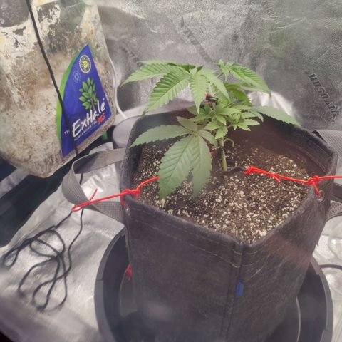 Donny Burger  growlog photo: Lst
