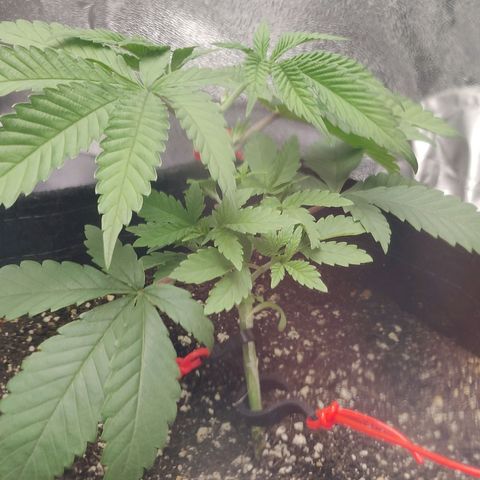 Donny Burger  growlog photo: Lst
