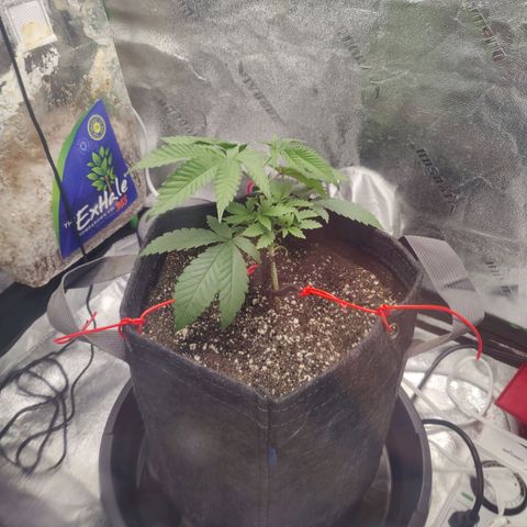 Donny Burger  growlog photo: Lst
