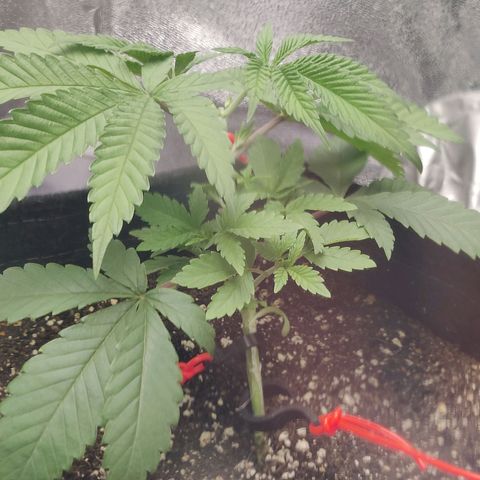 Donny Burger  growlog photo: Lst
