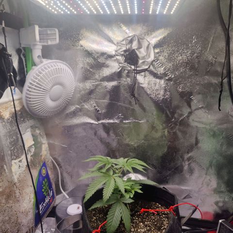Donny Burger  growlog timeline photo