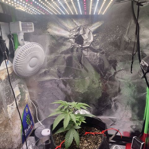 Donny Burger  growlog timeline photo