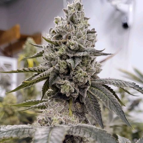Donny Burger  growlog timeline photo