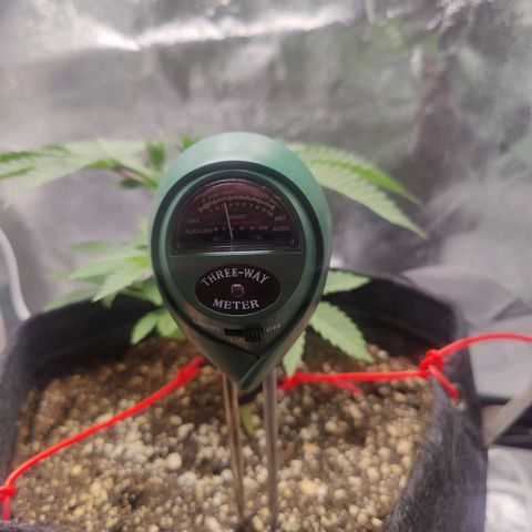 Donny Burger  growlog timeline photo