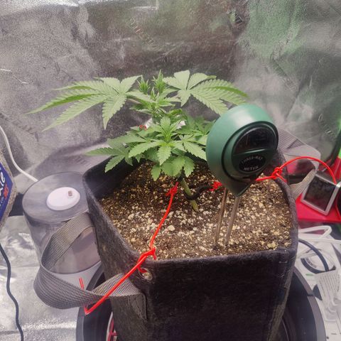 Donny Burger  growlog timeline photo