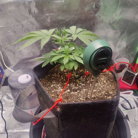 Donny Burger  growlog timeline photo