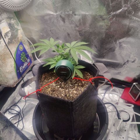 Donny Burger  growlog timeline photo