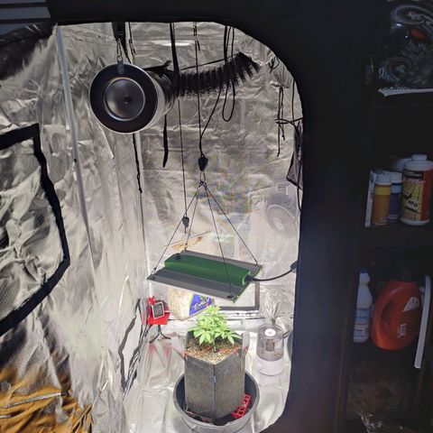 Donny Burger  growlog timeline photo