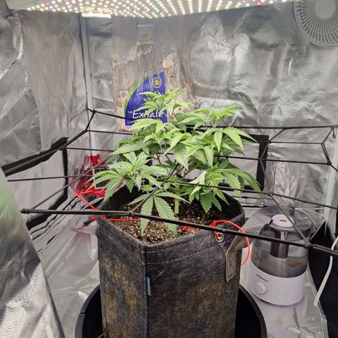 Donny Burger  growlog timeline photo