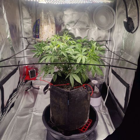 Donny Burger  growlog timeline photo