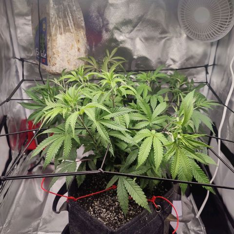 Donny Burger  growlog timeline photo