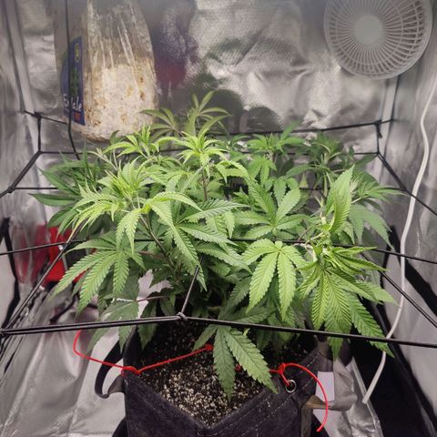 Donny Burger  growlog timeline photo