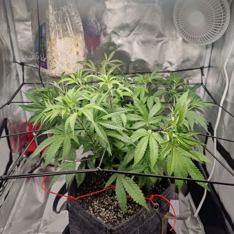Donny Burger  growlog timeline photo