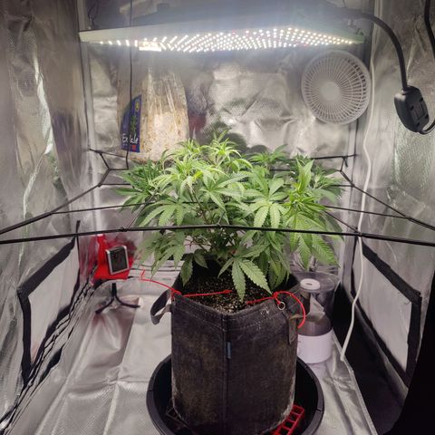 Donny Burger  growlog timeline photo