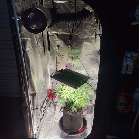 Donny Burger  growlog timeline photo