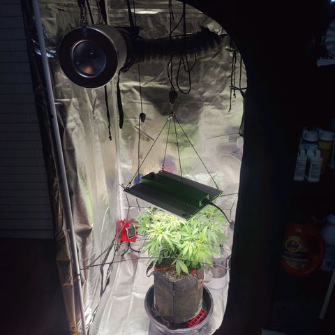 Donny Burger  growlog timeline photo