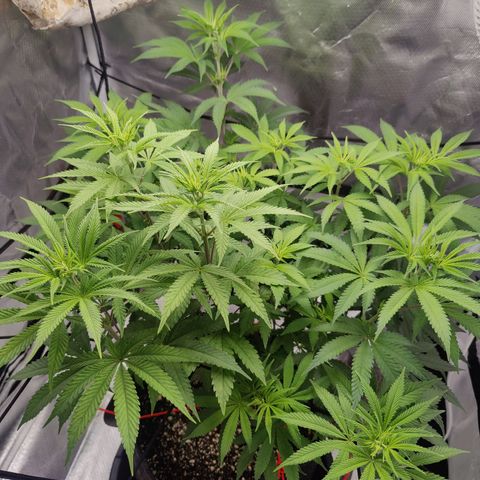 Donny Burger  growlog timeline photo