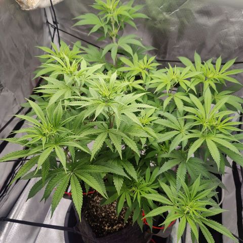 Donny Burger  growlog timeline photo