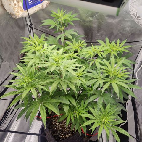 Donny Burger  growlog timeline photo