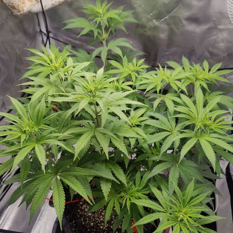 Donny Burger  growlog timeline photo