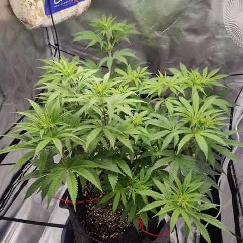 Donny Burger  growlog timeline photo