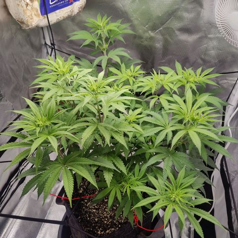Donny Burger  growlog timeline photo