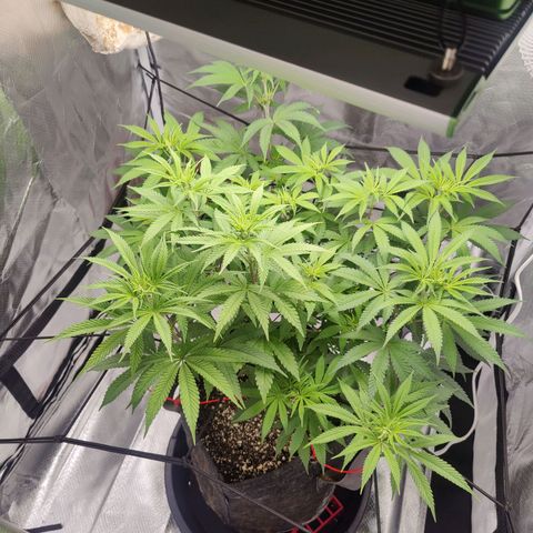 Donny Burger  growlog timeline photo