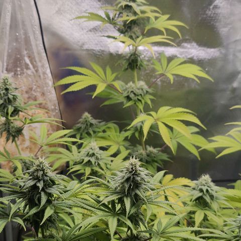 Donny Burger  growlog timeline photo